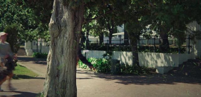 Video Reference: Plant, Tree, Shade, Road surface, Asphalt, Grass, Trunk, Residential area, Wood, Urban design