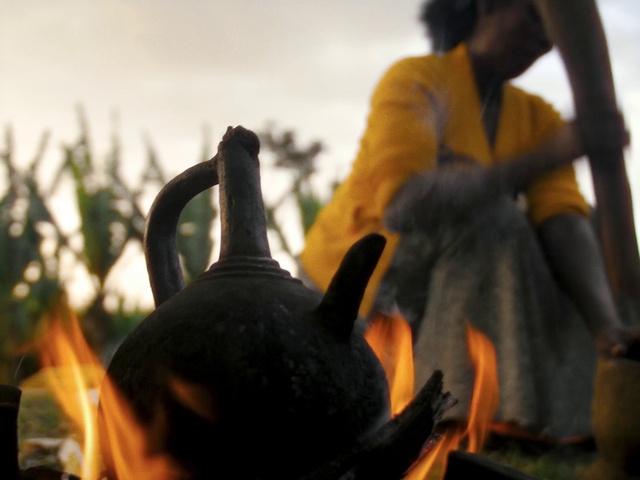 Video Reference: Vertebrate, Sky, Mammal, Working animal, Hat, Event, Heat, Horn, Dairy cow, Livestock