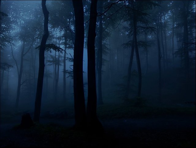 Video Reference: forest, fog, mist, night, trees, woodland, silhouette, dark, blue, atmosphere, nature, eerie, moody, landscape, outdoors