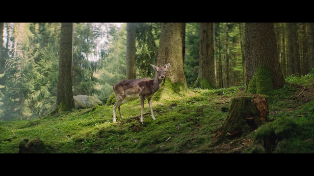 Video Reference: Plant, Natural landscape, Tree, Wood, Grass, Terrestrial plant, Fawn, Terrestrial animal, Trunk, Landscape
