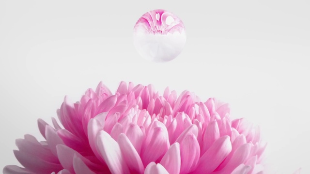 Video Reference: Flower, Plant, White, Light, Petal, Purple, Pink, Magenta, Violet, Beauty