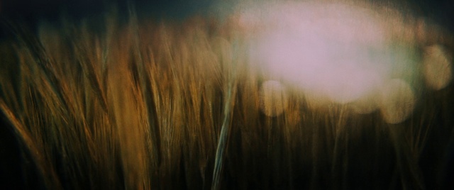 Video Reference: Atmosphere, Cloud, Plant, Water, Sky, Wood, Natural landscape, Grassland, Horizon, Landscape