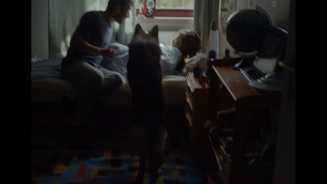 Video Reference: Comfort, Felidae, Dog breed, Companion dog, Small to medium-sized cats, Couch, Flooring, Event, Hardwood, Table