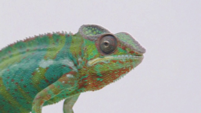 Video Reference: Eye, Iris, Scaled reptile, Reptile, Iguania, Terrestrial animal, Art, Lizard, Snout, Amphibian