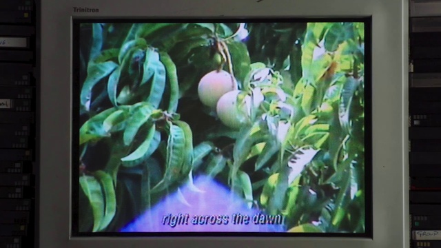 Video Reference: Plant, Leaf, Fruit, Organism, Tree, Rectangle, Flower, Television set, Terrestrial plant, Flowering plant