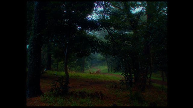 Video Reference: forest, trees, path, mist, fog, nature, woodland, greenery, outdoors, wildlife habitat, moody, overcast, trail, landscape
