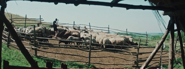 Video Reference: Sky, Fence, Plant, Working animal, Wire fencing, Sheep, Grassland, Landscape, Terrestrial animal, Livestock