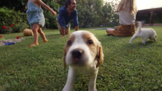 Video Reference: Dog, Plant, Shorts, Carnivore, Dog breed, Grass, Companion dog, Leisure, Ball, Snout