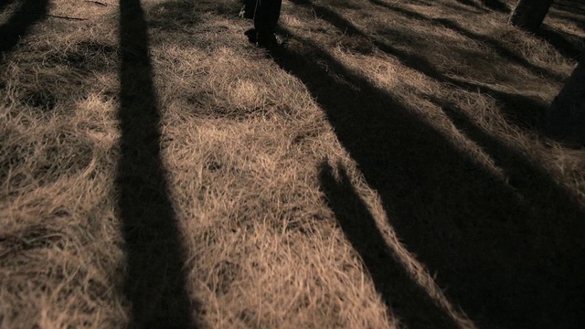 Video Reference: Road surface, Wood, Branch, People in nature, Asphalt, Tree, Trunk, Landscape, Grass, Tints and shades