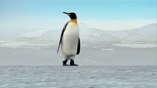 Video Reference: Bird, Penguin, Sky, Emperor penguin, Beak, Natural environment, Snow, King penguin, Atmospheric phenomenon, adÃ©lie penguin