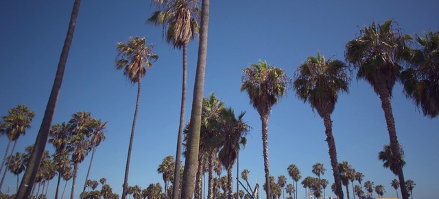 Video Reference: Sky, Terrestrial plant, Trunk, Arecales, Tree, Flowering plant, Palm tree, Attalea speciosa, Tropics, Desert Palm