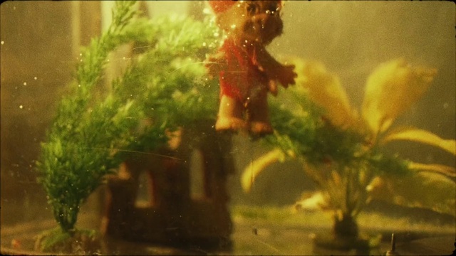 Video Reference: Window, Plant, Organism, Terrestrial plant, Adaptation, Tints and shades, Rectangle, Aquatic plant, Marine biology, Grass