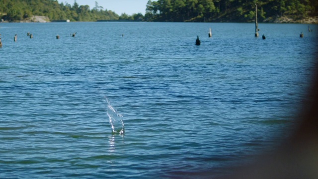 Video Reference: Water, Water resources, Azure, Lake, Tree, Bird, Body of water, Sky, Calm, Seabird