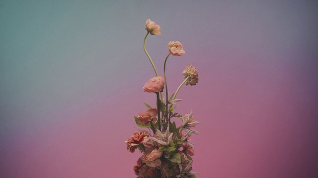 Video Reference: Flower, Plant, Petal, Twig, Terrestrial plant, Flowering plant, Pedicel, Houseplant, Artificial flower, Annual plant