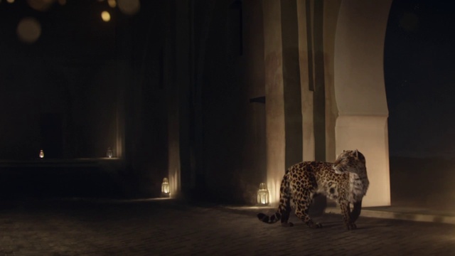 Video Reference: Felidae, Carnivore, Cheetah, Big cats, Leopard, Small to medium-sized cats, Whiskers, Building, Tints and shades, Snout