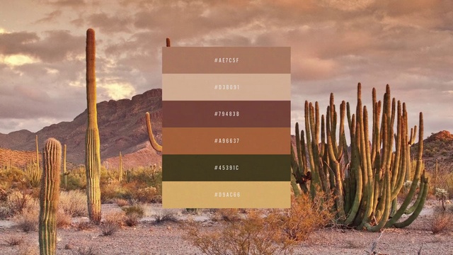 Video Reference: Cloud, Plant, Plant community, Sky, Ecoregion, Natural landscape, Wood, Vegetation, Biome, Terrestrial plant