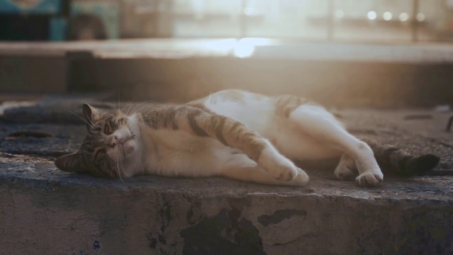 Video Reference: Cat, Vertebrate, Carnivore, Felidae, Small to medium-sized cats, Comfort, Wood, Whiskers, Fawn, Flooring