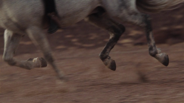 Video Reference: Wood, Dog breed, Fawn, Terrestrial animal, Working animal, Snout, Tail, Hardwood, Human leg, Tree