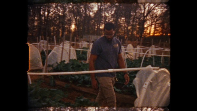 Video Reference: Plant, Flash photography, Tree, Wood, Branch, Woody plant, Adaptation, Tints and shades, Grass, Midnight