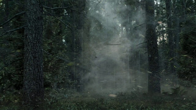 Video Reference: Plant, Water, Natural landscape, Wood, Trunk, Terrestrial plant, Tree, Tints and shades, Grass, Landscape