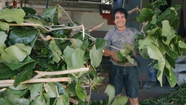 Video Reference: Plant, Smile, Botany, Leaf, Terrestrial plant, Adaptation, Leaf vegetable, Flowering plant, Local food, Shorts