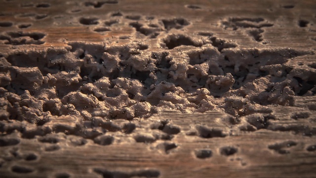 Video Reference: Brown, Landscape, Soil, Event, Pattern, Natural material, Art, Horizon, Rock, Sand