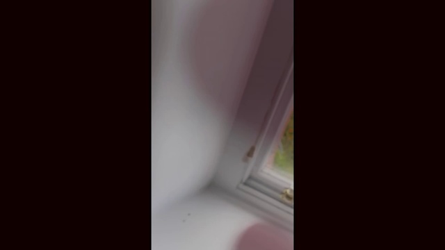 Video Reference: Tints and shades, Font, Magenta, Peach, Wood, Ceiling, Darkness, Room, Petal, Daylighting