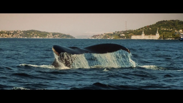 Video Reference: Water, Sky, Marine biology, Fin, Whale, Liquid, Wind wave, Lake, Fluid, Horizon