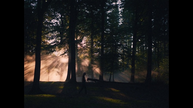 Video Reference: Plant, Atmosphere, Tree, Wood, Natural landscape, Branch, Trunk, Sunlight, Grass, Afterglow