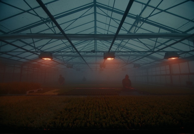 Video Reference: Atmosphere, Fog, Electricity, Atmospheric phenomenon, Tree, Automotive lighting, Sky, Lens flare, Tints and shades, Haze