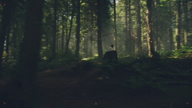 Video Reference: Plant, Plant community, Natural landscape, Tree, Wood, Terrestrial plant, People in nature, Trunk, Landscape, Tints and shades