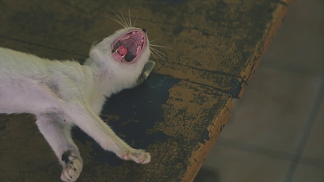 Video Reference: Head, Carnivore, Fang, Jaw, Felidae, Cat, Whiskers, Small to medium-sized cats, Fawn, Snout