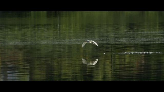 Video Reference: Water, Bird, Water resources, Cloud, Natural environment, Sky, Beak, Lake, Ducks, geese and swans, Bank