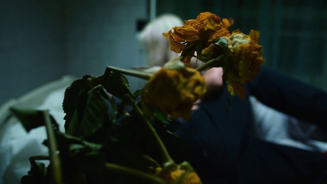 Video Reference: Plant, Flower, Petal, Rose, Flowering plant, Insect, Rose family, Macro photography, Rose order, Garden roses