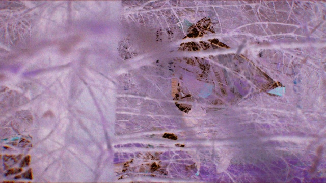 Video Reference: Plant, Purple, Violet, Freezing, Grass, Snow, Twig, Space, Pattern, Winter