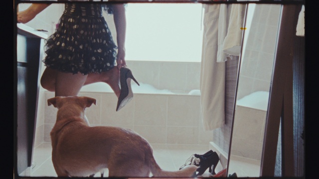 Video Reference: Dog, Window, Felidae, Interior design, Small to medium-sized cats, Carnivore, Wood, Fawn, Building, House