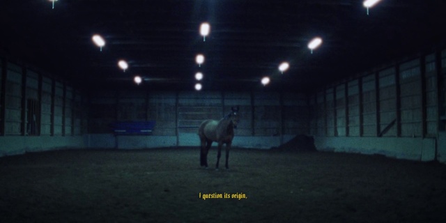 Video Reference: Horse, Working animal, Horse tack, Grey, Horse supplies, Bridle, Pack animal, Rein, Midnight, Landscape