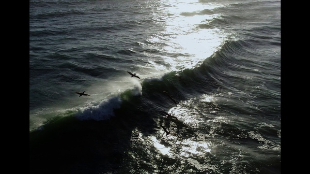 Video Reference: Water, Liquid, Fluid, Horizon, Bird, Wind, Wind wave, Lake, Landscape, Ocean