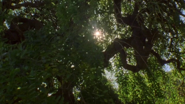 Video Reference: Plant, Terrestrial plant, Natural landscape, Grass, Sky, Trunk, Tree, People in nature, Water, Lens flare