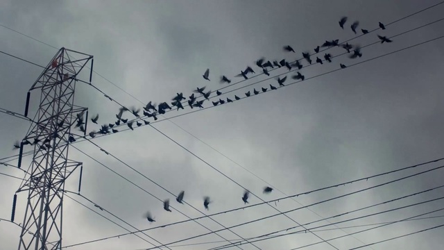 Video Reference: Sky, Bird, Cloud, Vertebrate, Electricity, Overhead power line, Line, Parallel, Electrical supply, Wire