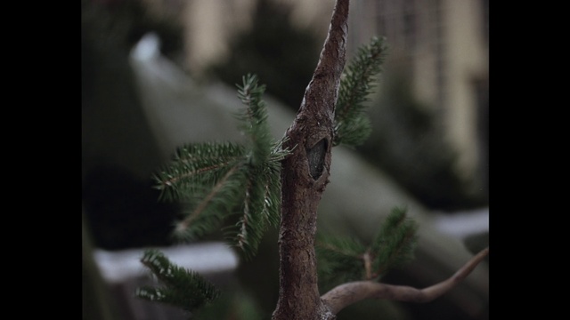 Video Reference: Plant, Wood, Terrestrial plant, Twig, Trunk, Thorns, spines, and prickles, Grass, Tail, Darkness, Arecales