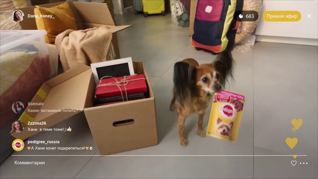 Video Reference: Dog, Dog breed, Carnivore, Yellow, Floor, Flooring, Dog supply, Fawn, Companion dog, Pet supply