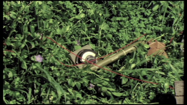 Video Reference: Plant, Leaf, Ball, Vegetation, Sports equipment, Terrestrial plant, Grass, Groundcover, Shrub, Audio equipment