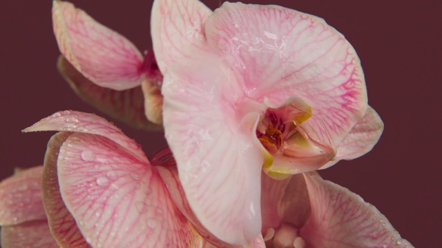 Video Reference: Flower, Plant, Petal, Pink, Terrestrial plant, Magenta, Flowering plant, Close-up, Annual plant, Macro photography