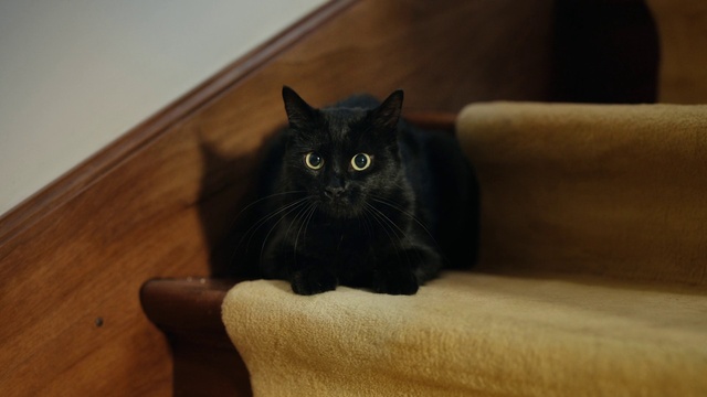 Video Reference: Brown, Cat, Carnivore, Felidae, Wood, Grey, Comfort, Whiskers, Small to medium-sized cats, Hardwood