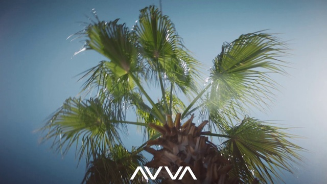 Video Reference: Sky, Arecales, Terrestrial plant, Tree, Vegetation, Woody plant, Flowering plant, Palm tree, Cloud, Trunk