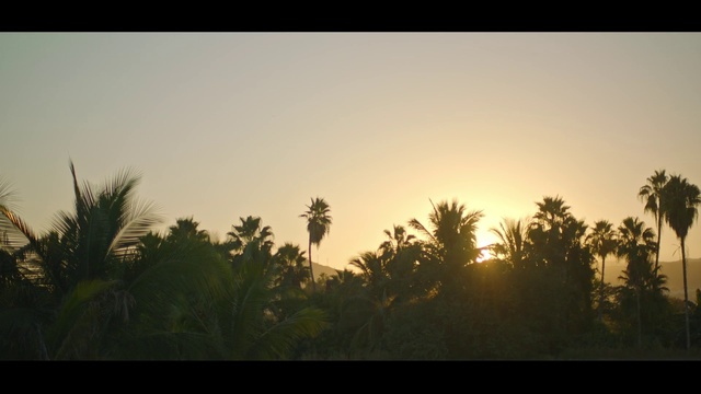 Video Reference: Sky, Atmosphere, Plant, Afterglow, Natural landscape, Branch, Tree, Dusk, Terrestrial plant, Sunlight