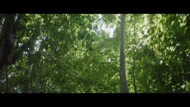 Video Reference: Green, Natural landscape, Terrestrial plant, Tree, Trunk, Plant, Wood, Grass, Tints and shades, Shade