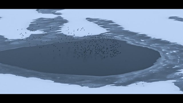 Video Reference: birds, flock, aerial, ice, snow, crater, winter, landscape, nature, migration, wildlife, abstract, topdown, frozen, water, sky