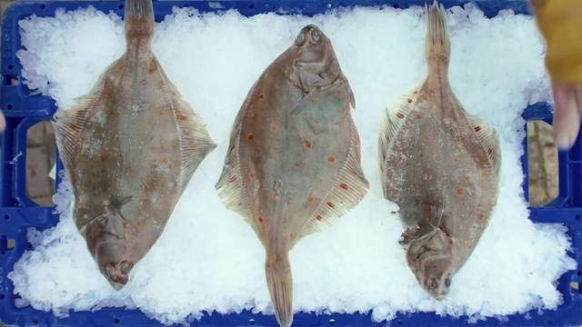 Video Reference: Food, Fish, Wood, Seafood, Snow, Fin, Natural material, Winter, Fish, Ray-finned fish